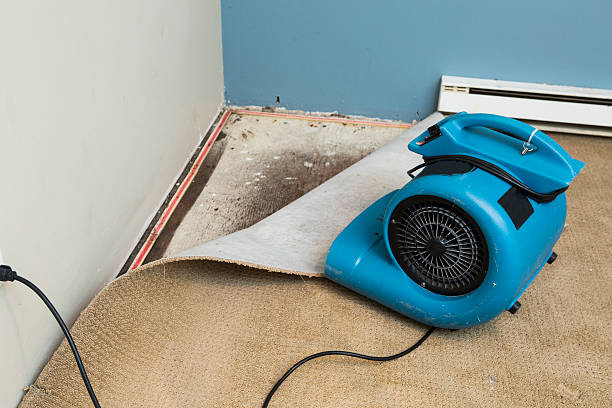 Best Professional water damage repair  in Fort Morgan, CO